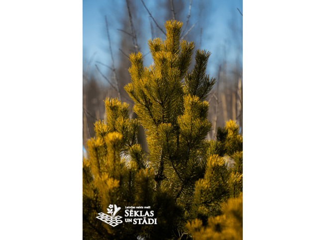 Pinus mugo   'Zundert'